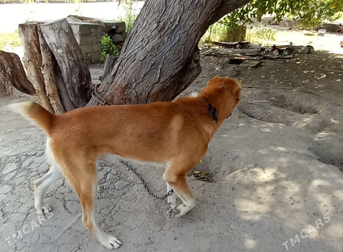 alabay it - Hitrowka - img 2