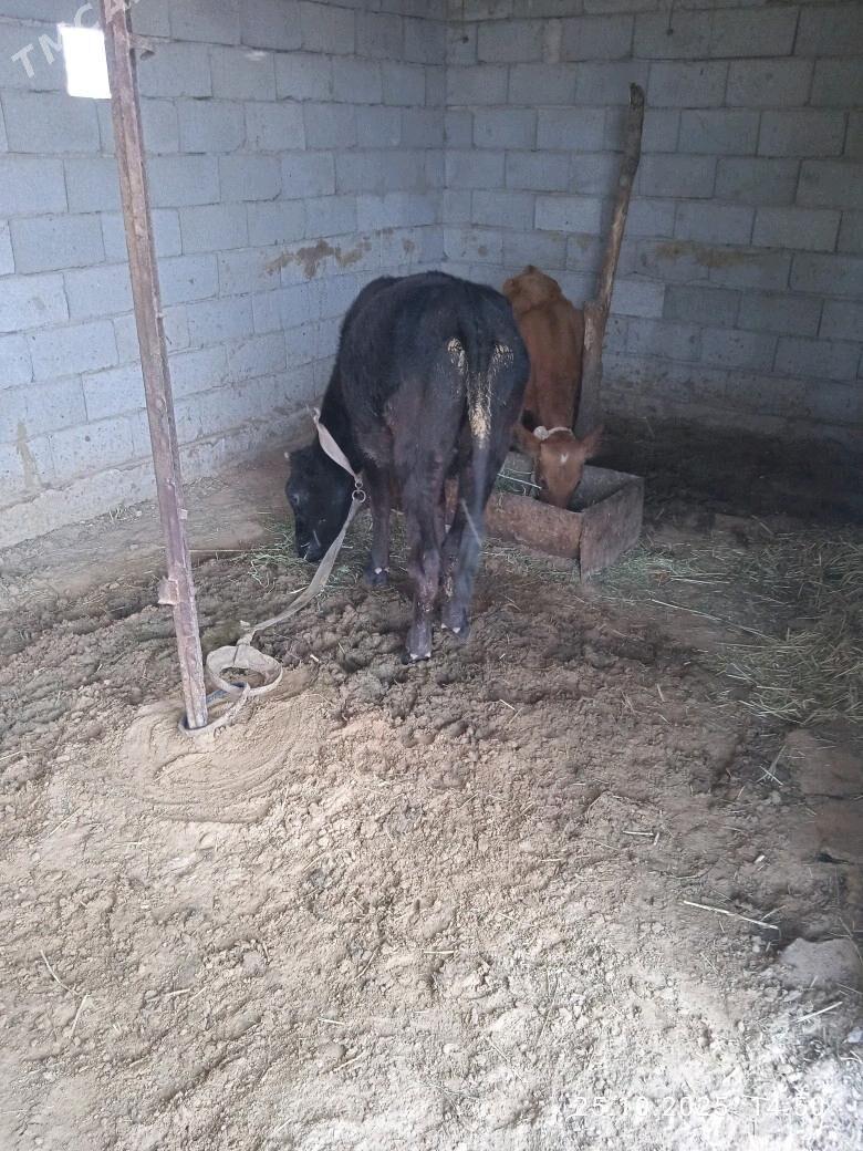 tuwe - Бабадайхан - img 1