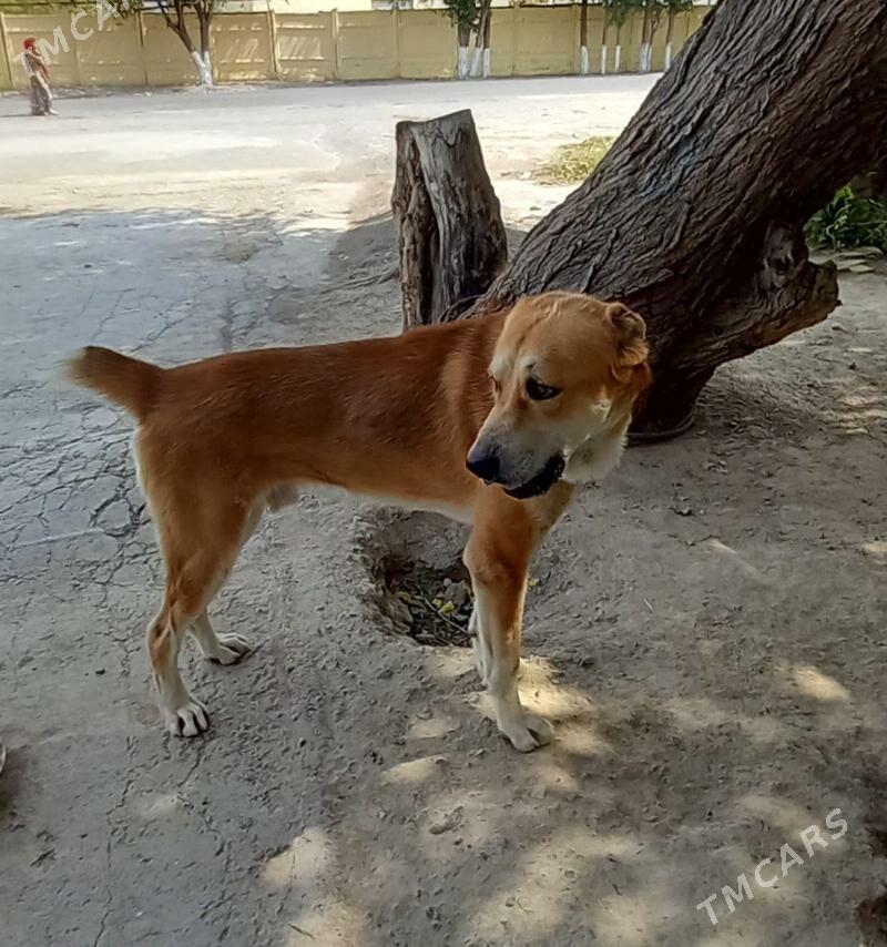 alabay it - Hitrowka - img 3