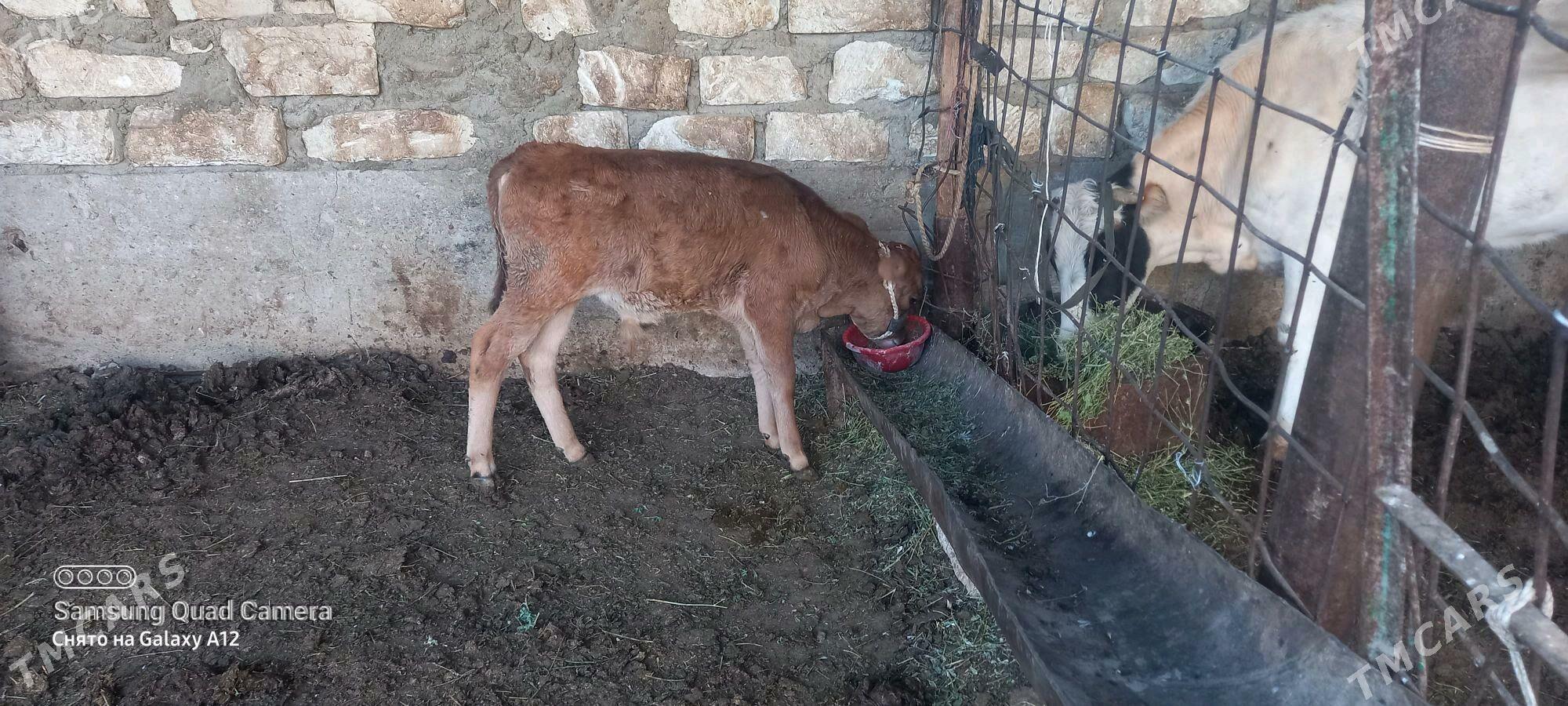 okuzce - Gumdag - img 1