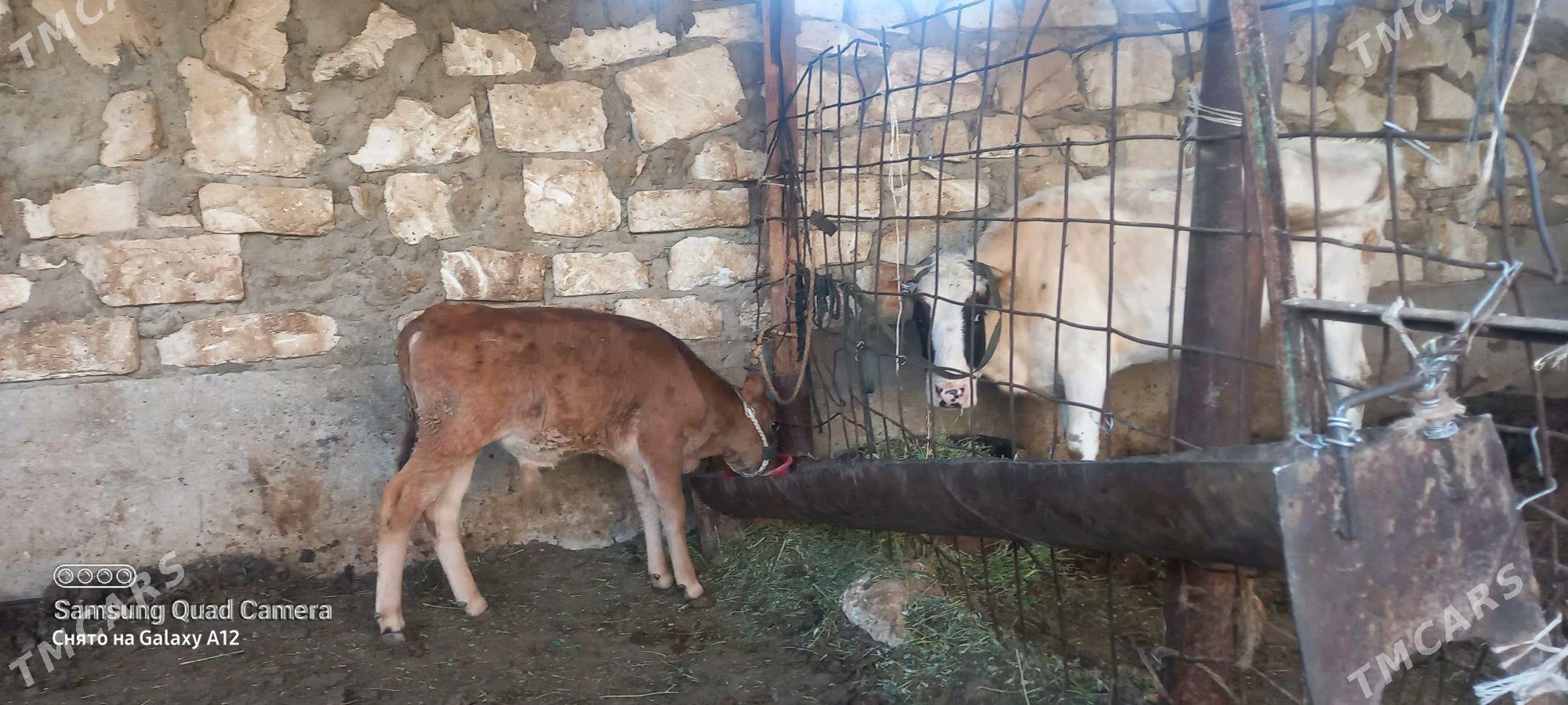 okuzce - Gumdag - img 2