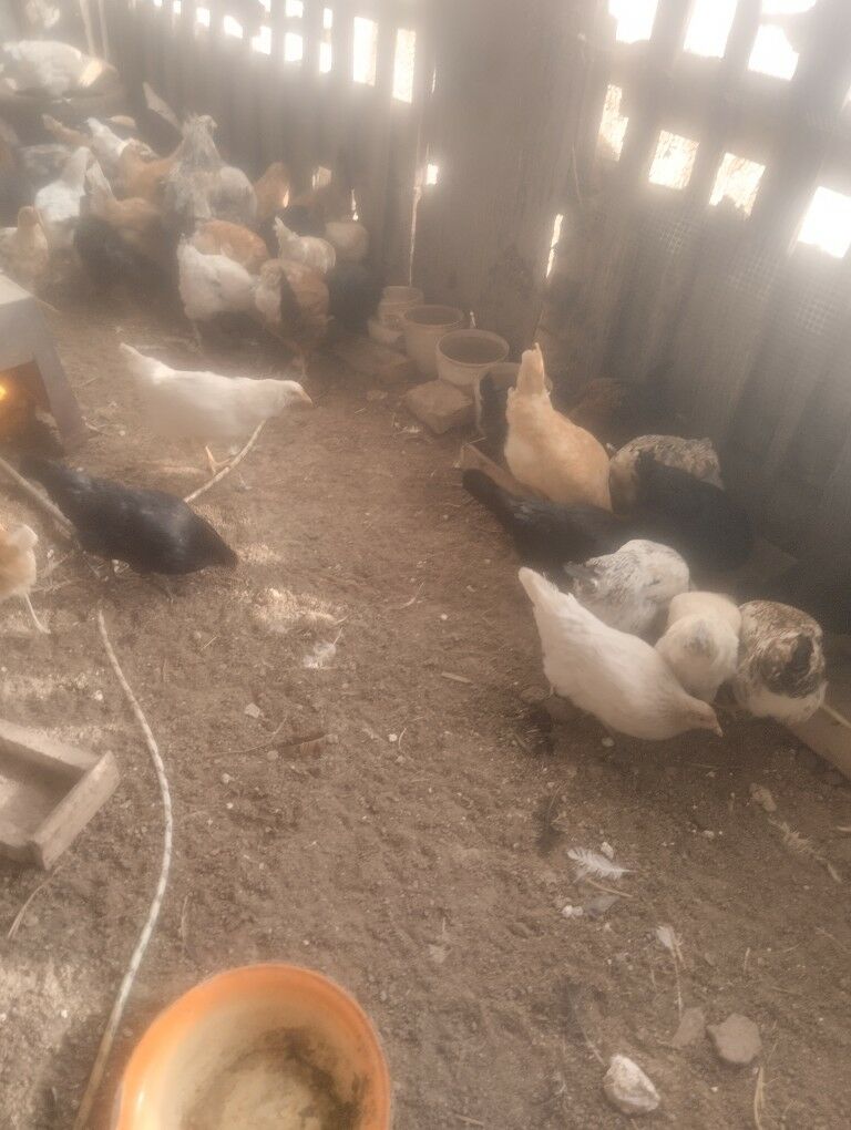 towuk - Туркменабат - img 1