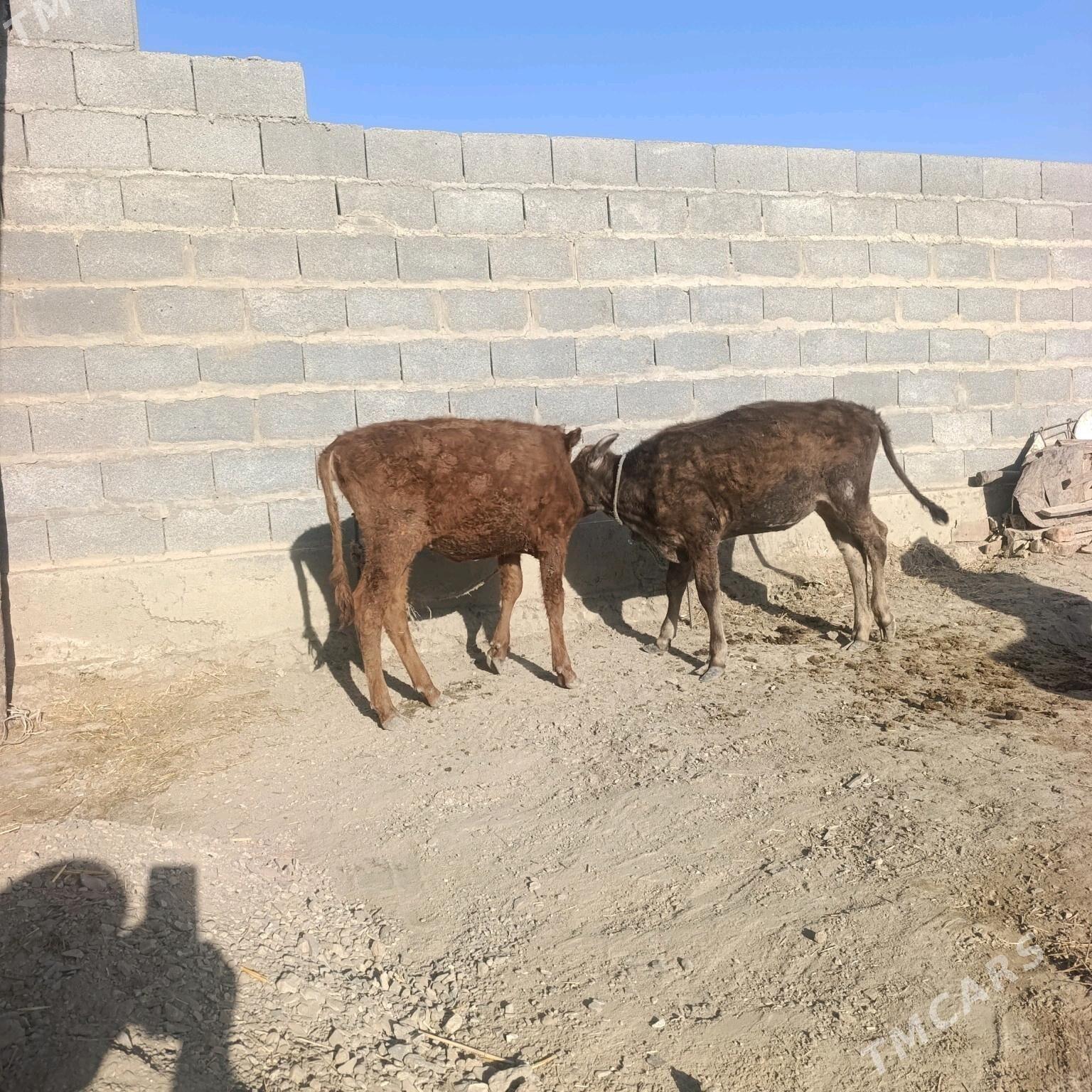 okiz we twe - Bäherden - img 4