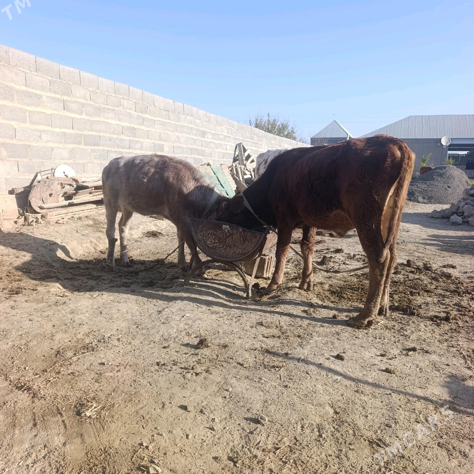 okiz we twe - Bäherden - img 5