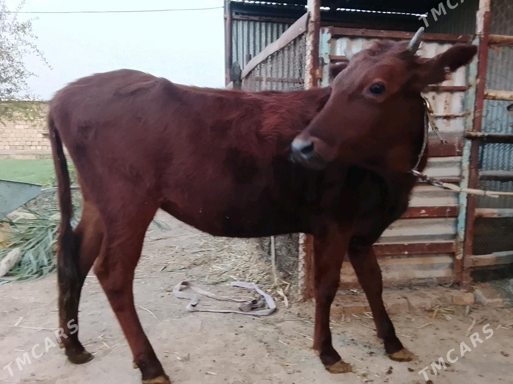 Gulajynlar Meydan. - Wekilbazar - img 1