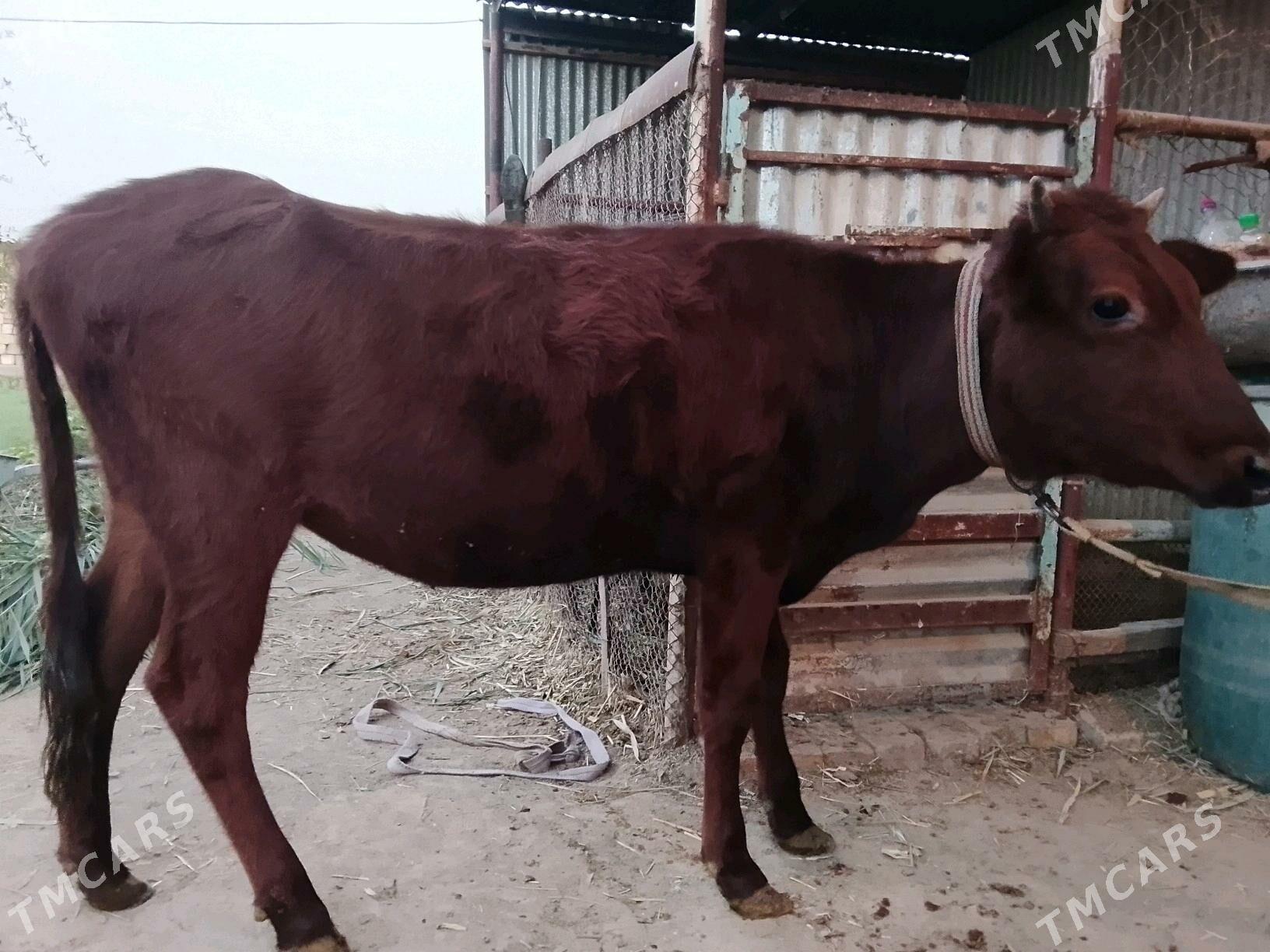 Gulajynlar Meydan. - Wekilbazar - img 3