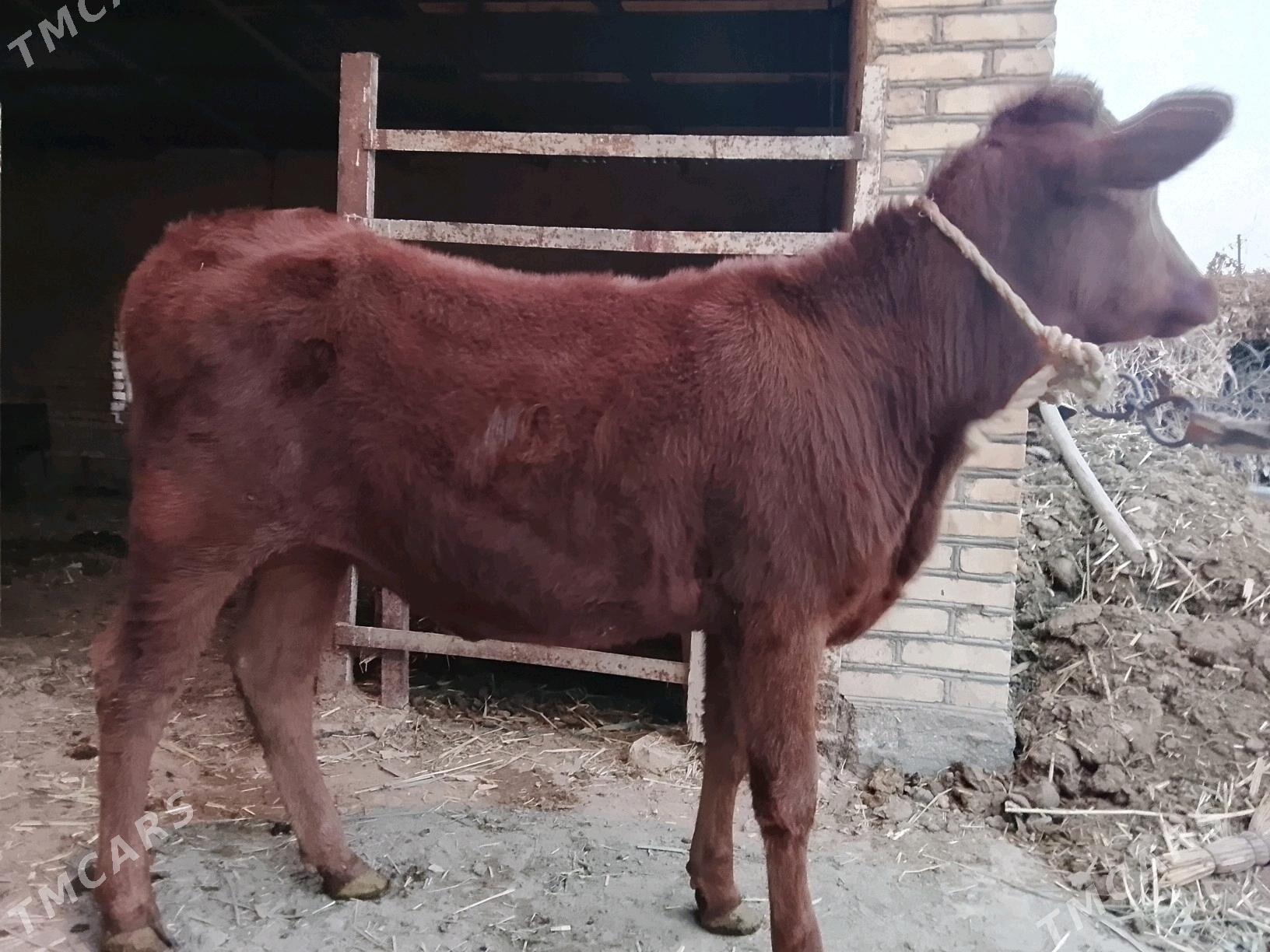 Gulajynlar Meydan. - Wekilbazar - img 4