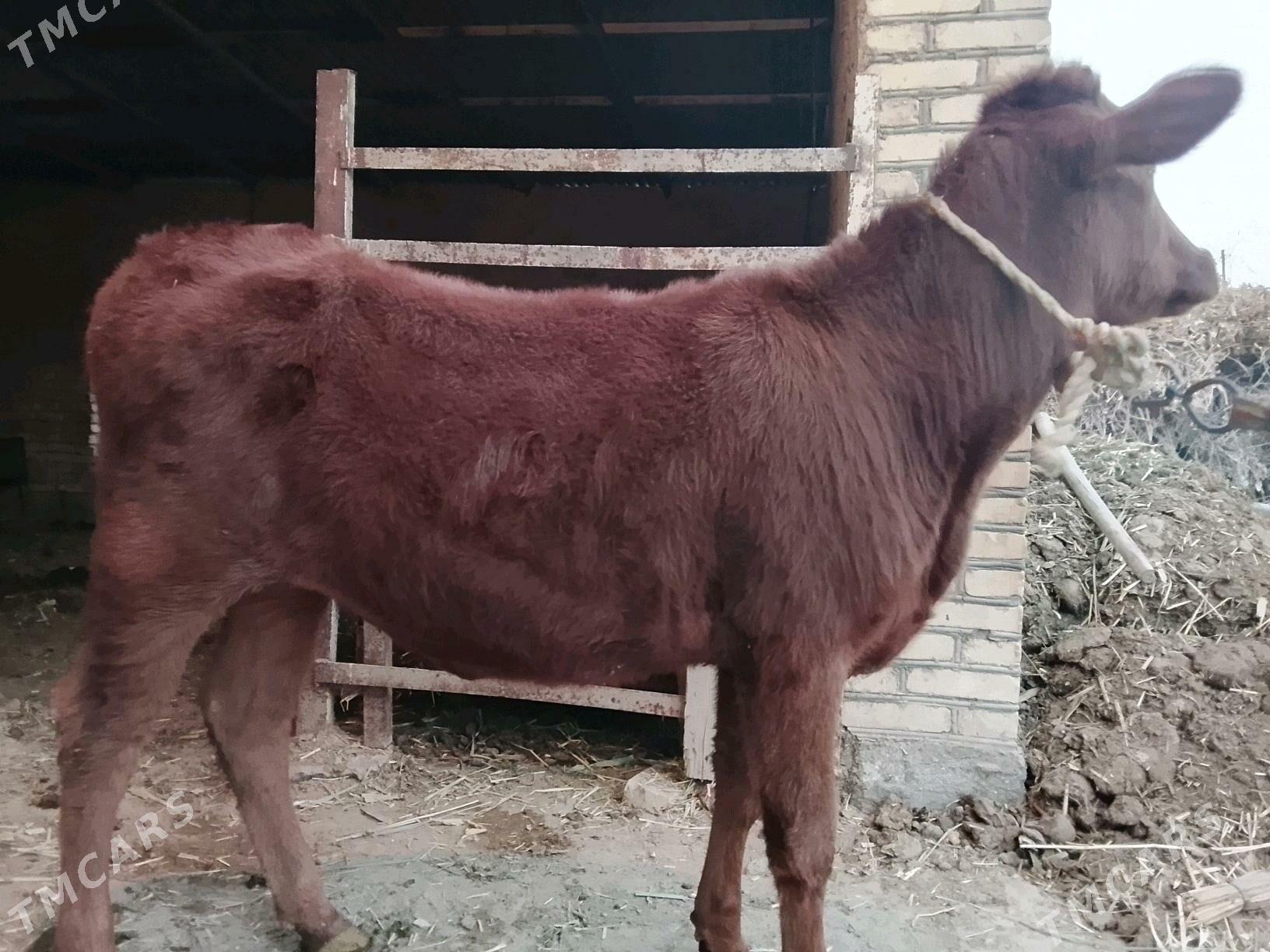 Gulajynlar Meydan. - Wekilbazar - img 5