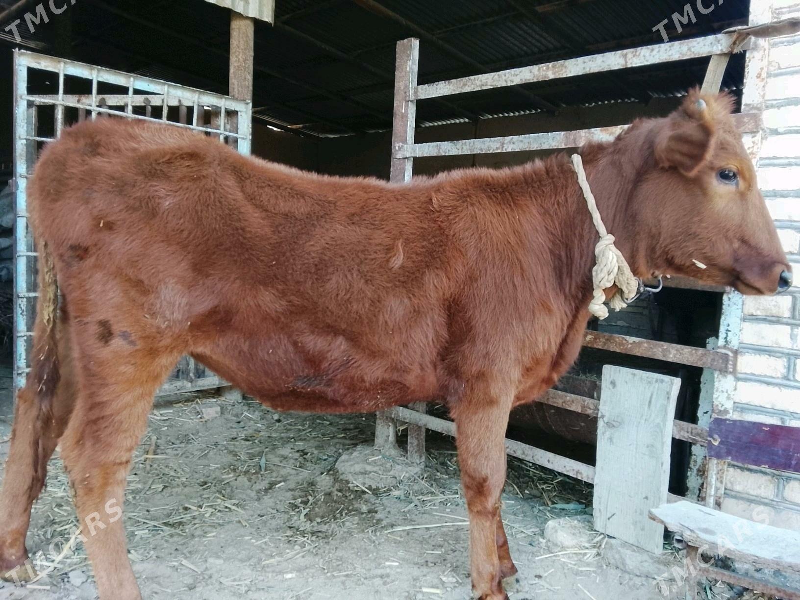 Gulajynlar Meydan. - Wekilbazar - img 6