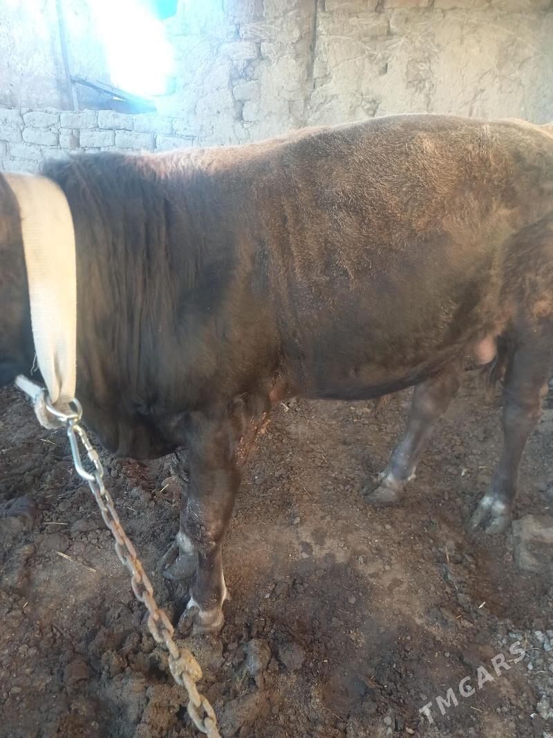 oküz - Багир - img 2