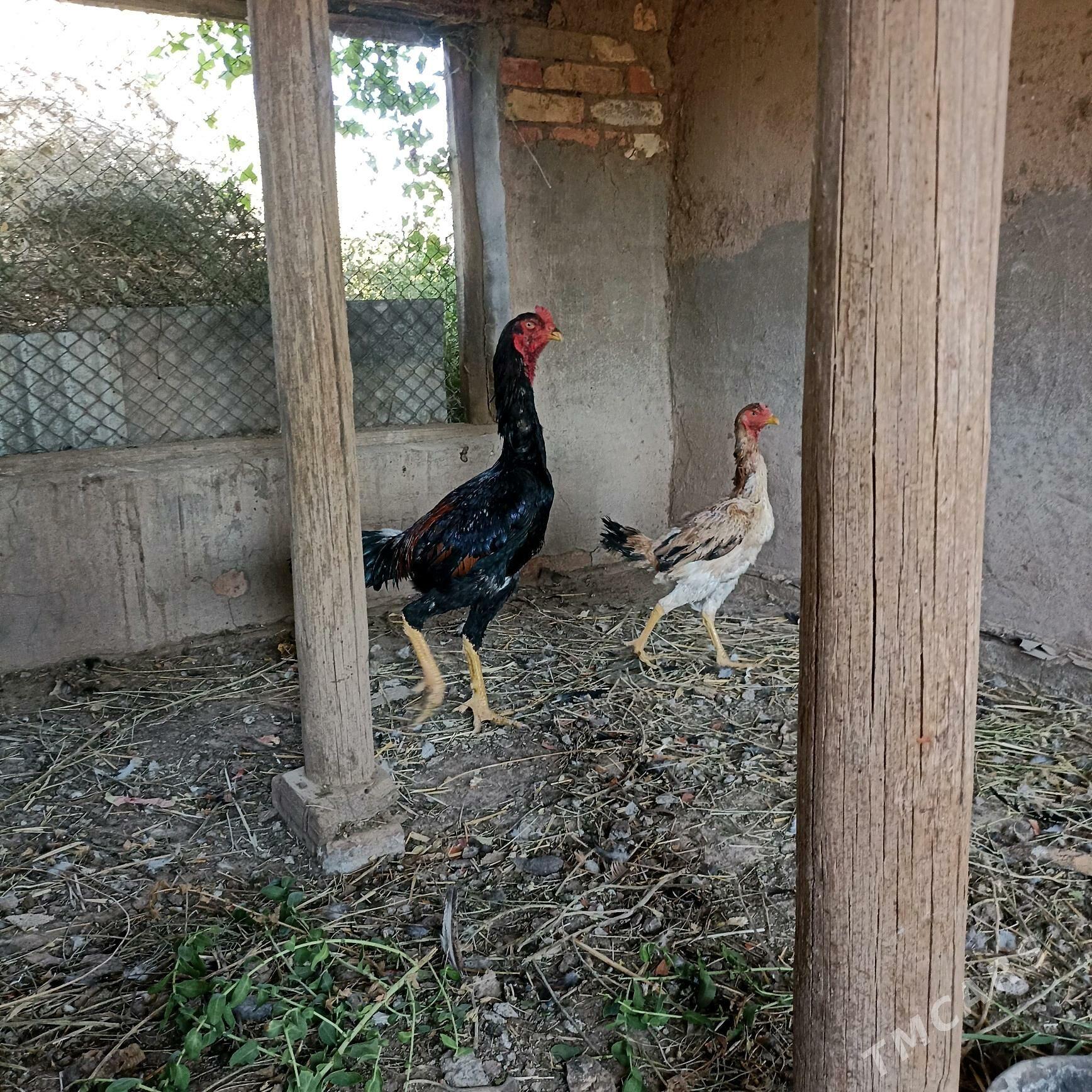 Taşkent horaz - Sarahs - img 1