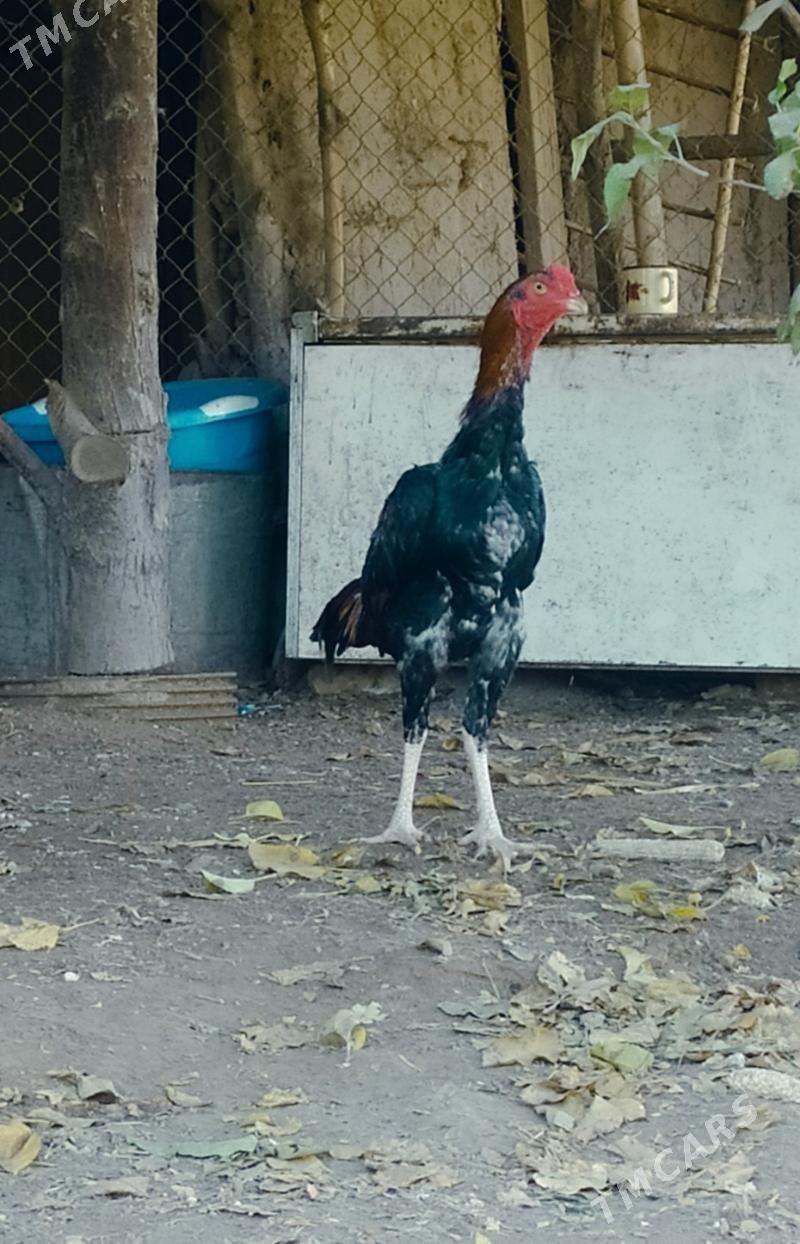 Horaz - Gurbansoltan Eje - img 1