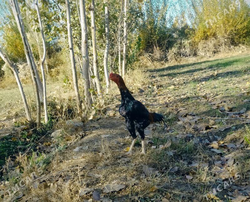 Horaz - Gurbansoltan Eje - img 2