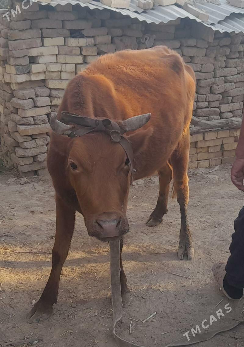 sygyr - Wekilbazar - img 2