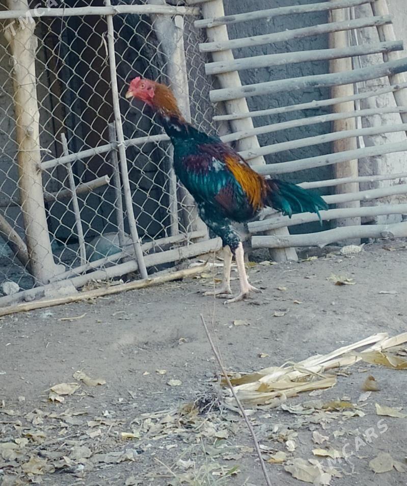 Horaz - Gurbansoltan Eje - img 4