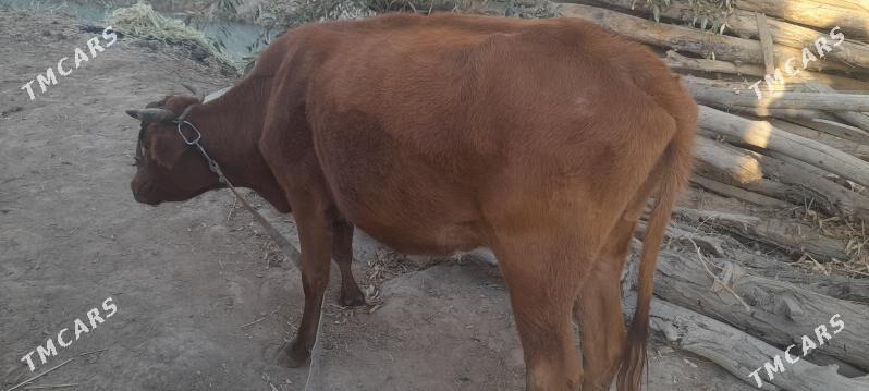 sygyr - Wekilbazar - img 1