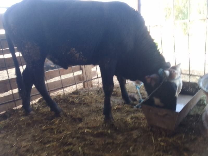 balyk okuz - Дянев - img 3