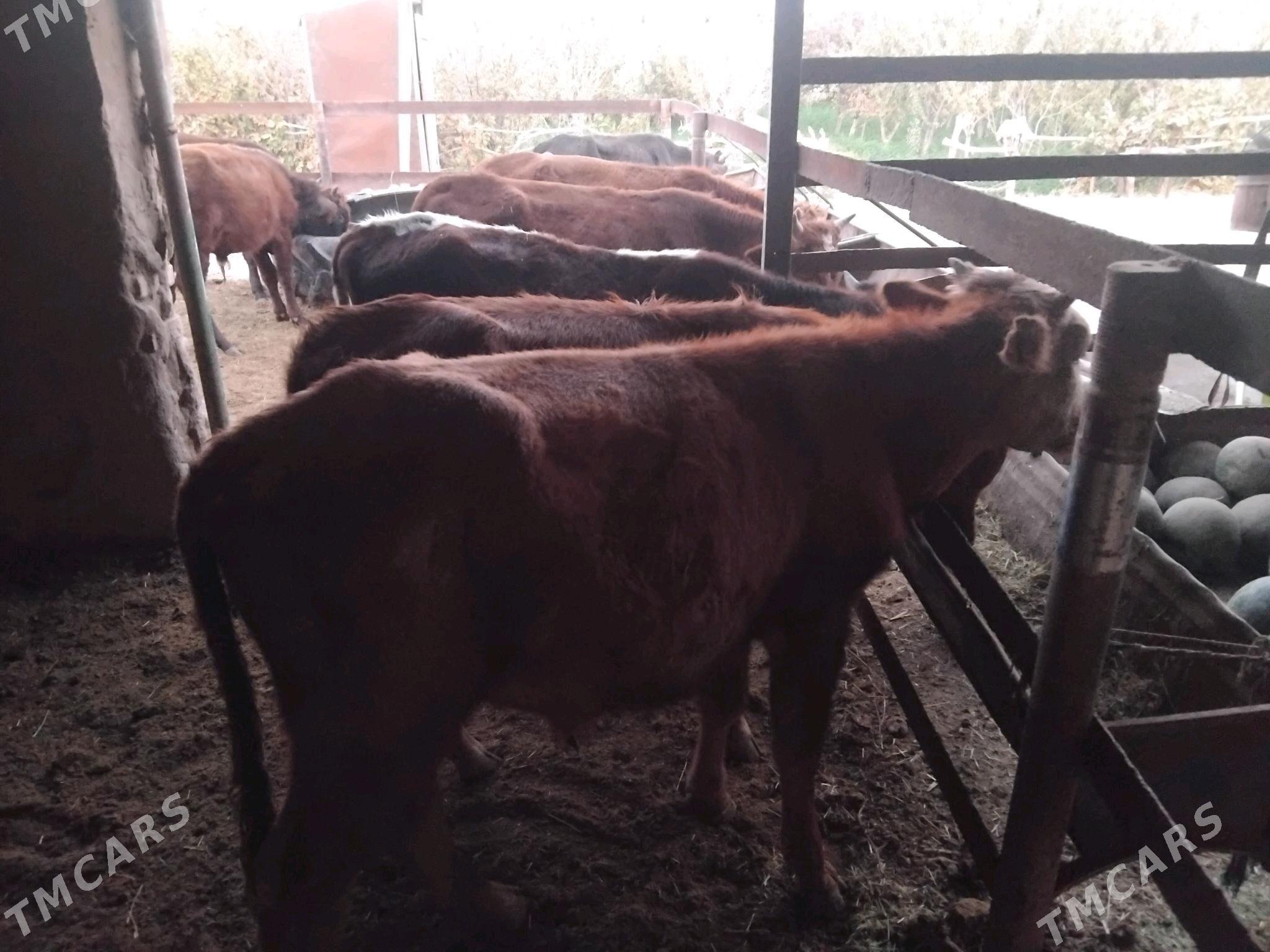 Öküz - Сакарчага - img 1