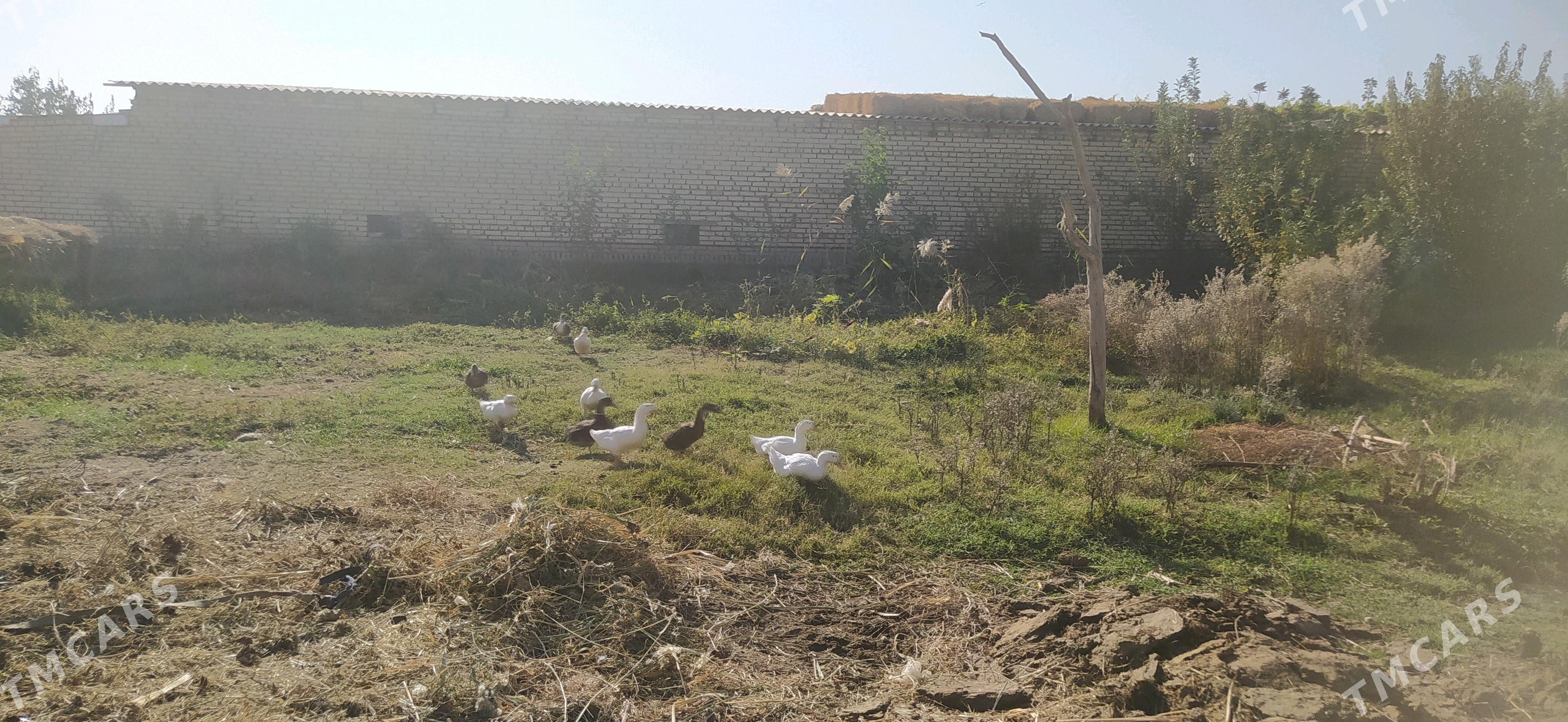 ýaşyl baş - Мары - img 1