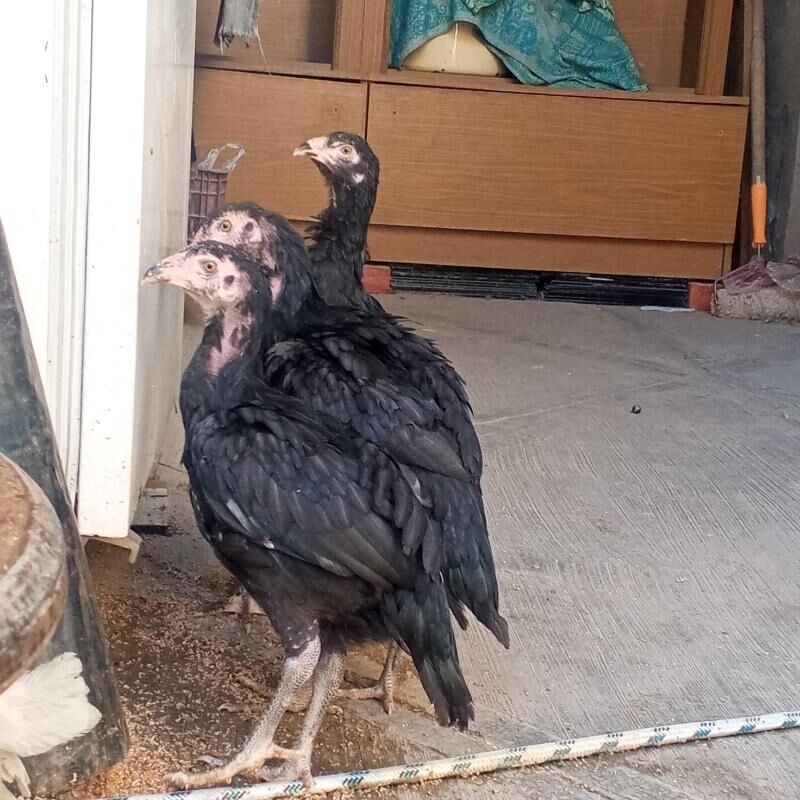 Taskent juje - Büzmeýin - img 2