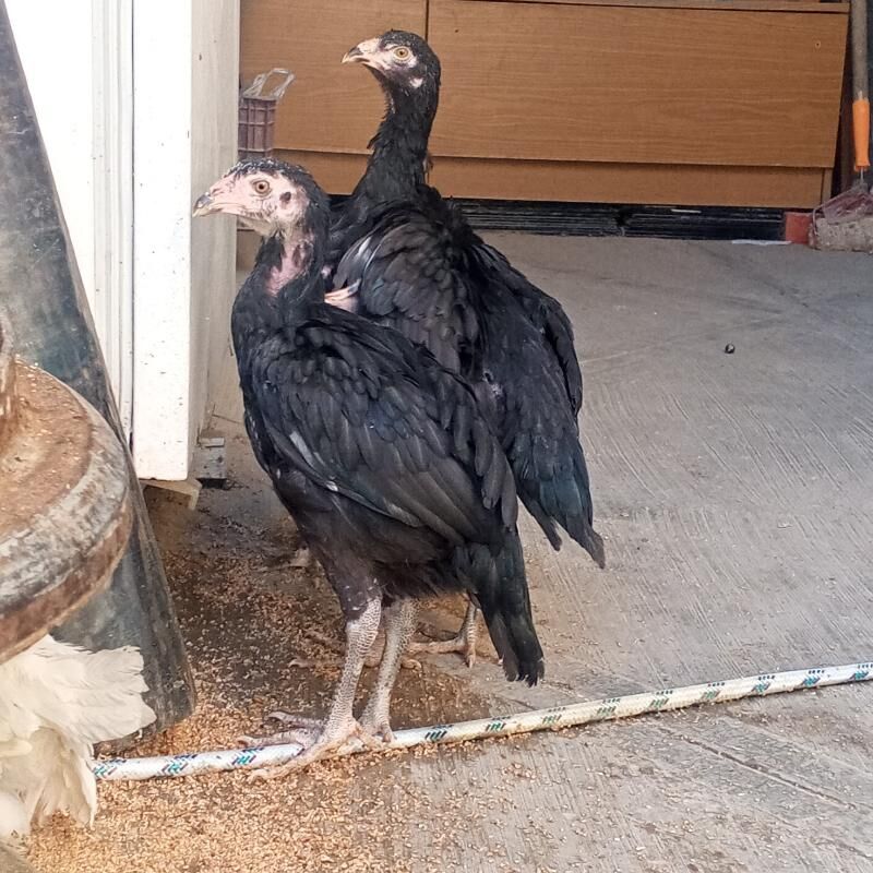 Taskent juje - Büzmeýin - img 3