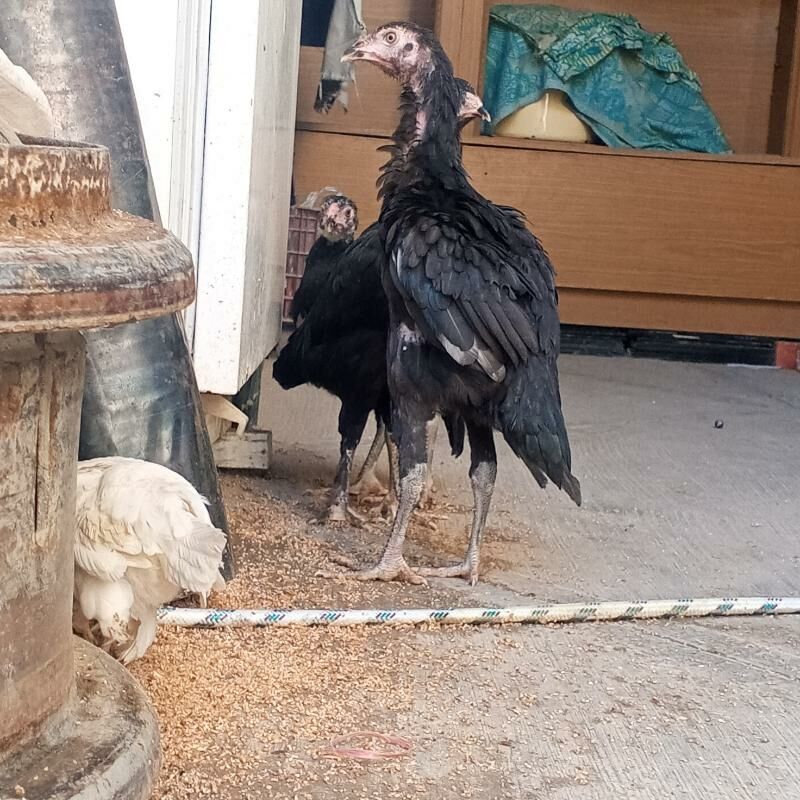 Taskent juje - Büzmeýin - img 6