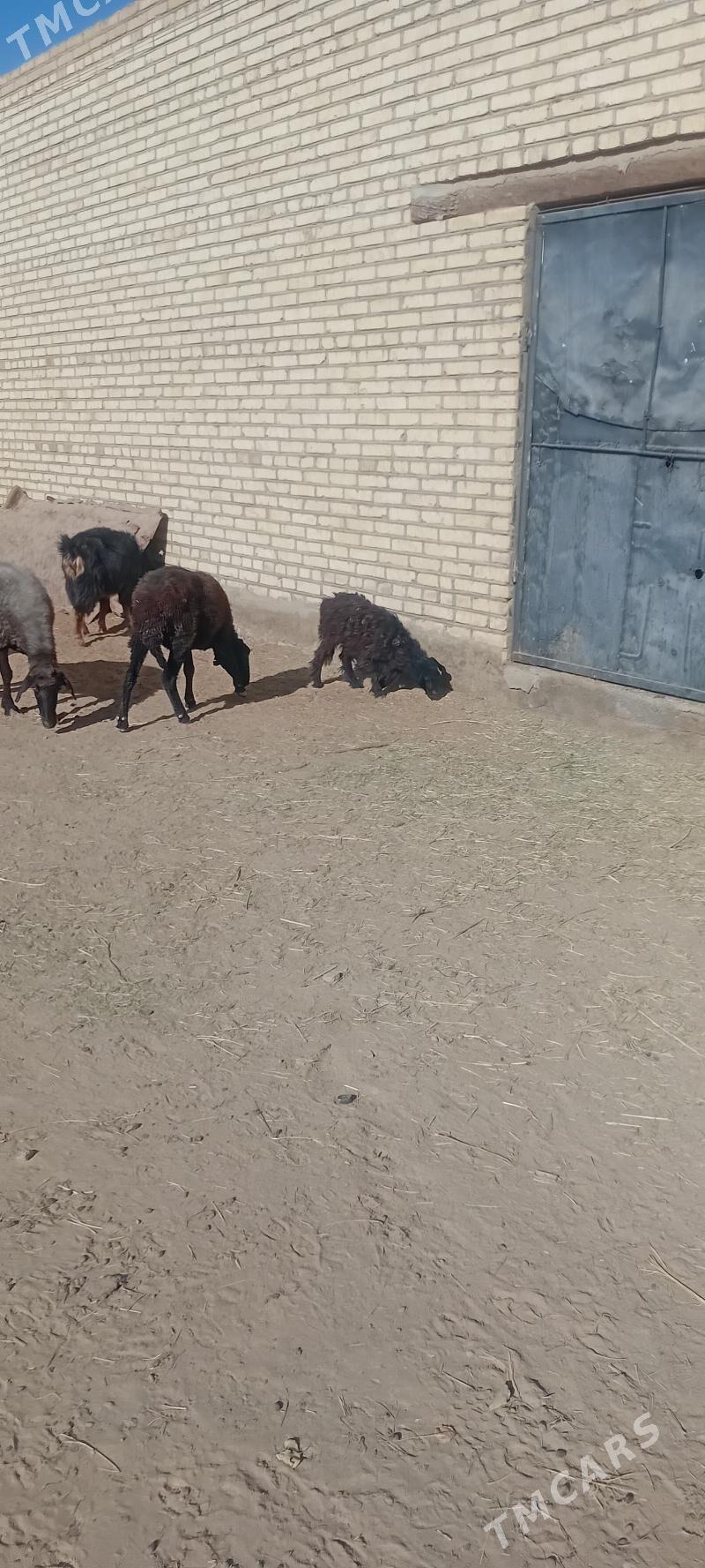 Goyun geci tokly - Baýramaly - img 8