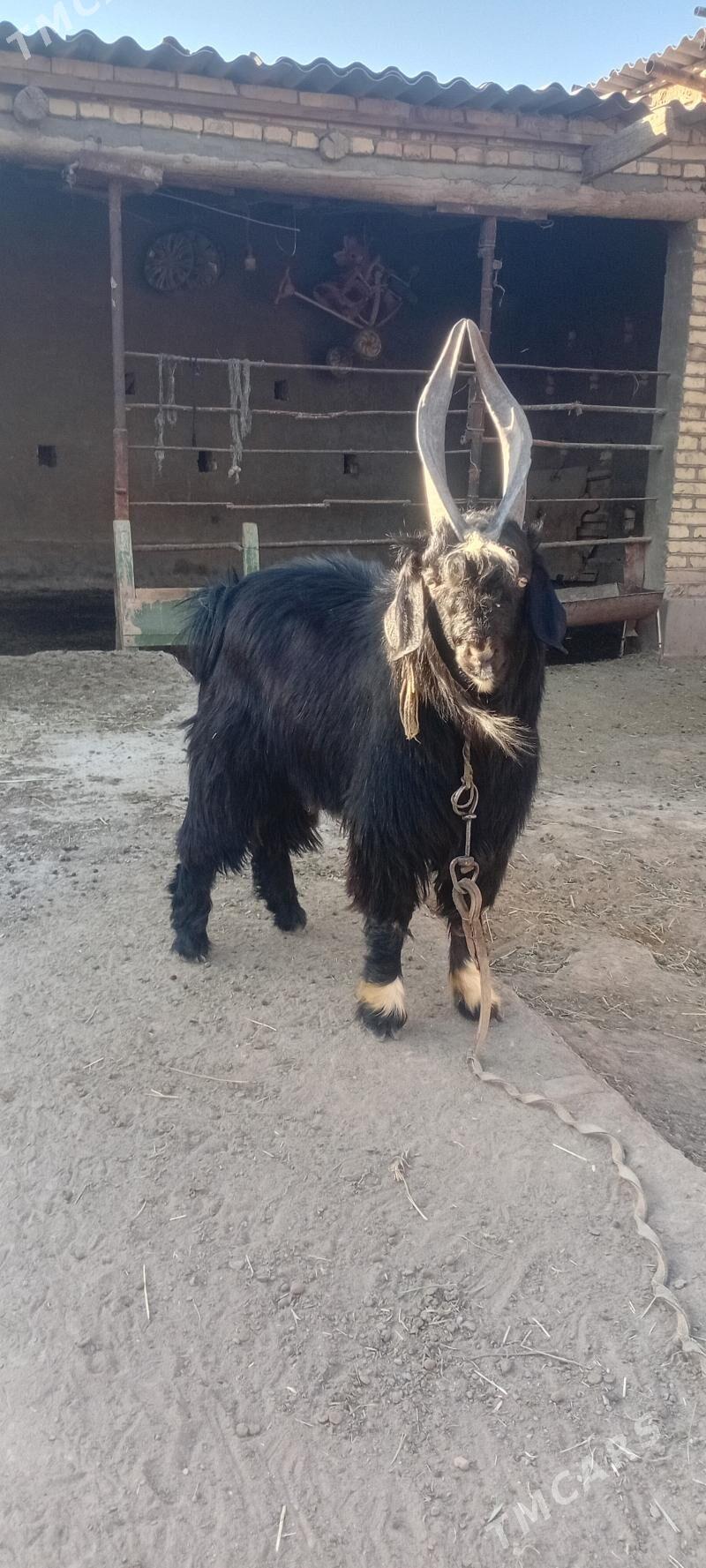 Goyun geci tokly - Baýramaly - img 5