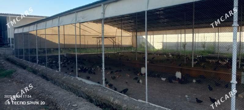 towuk jüýje 3 aýlyk - Мары - img 2