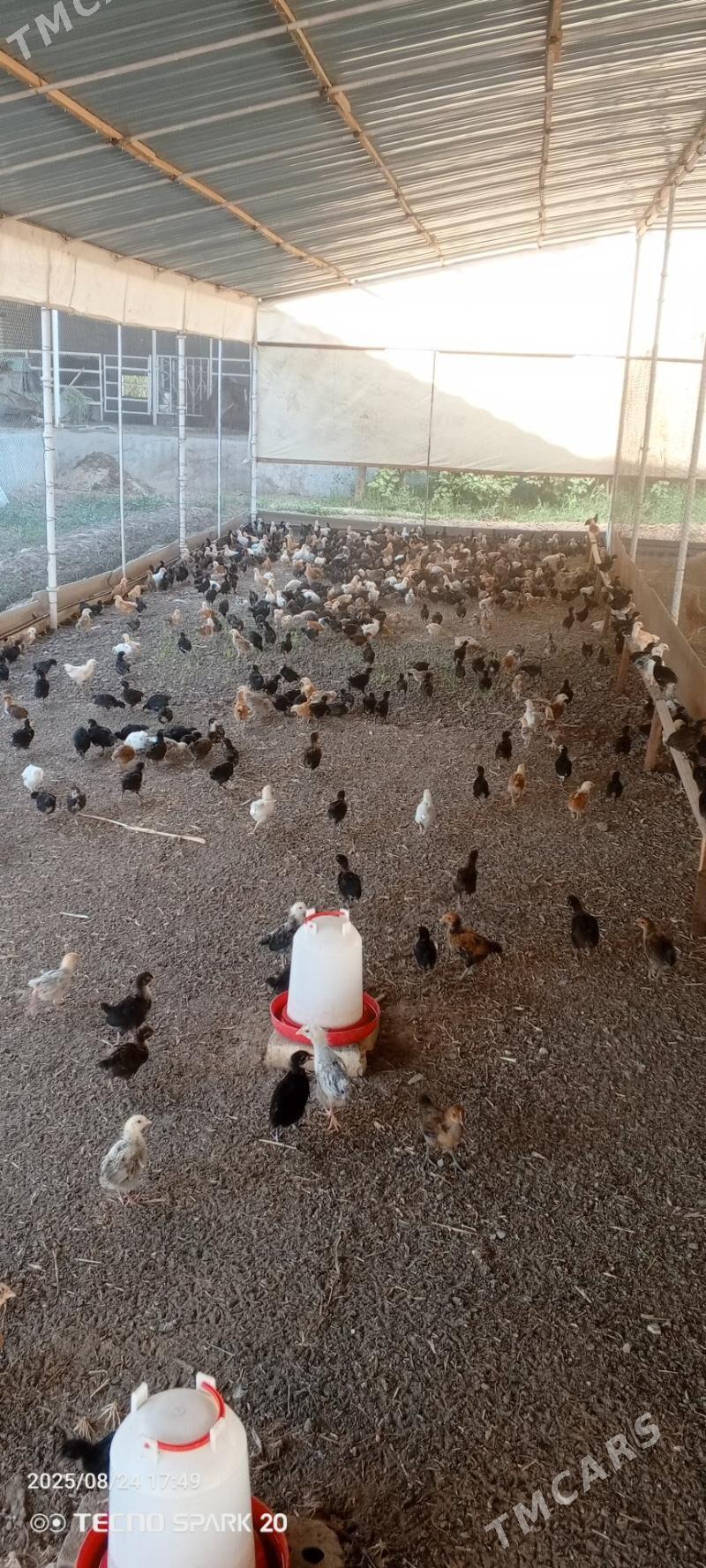 towuk jüýje 3 aýlyk - Мары - img 8