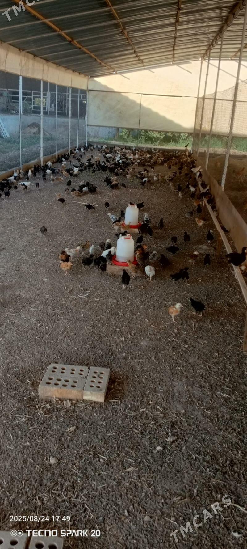 towuk jüýje 3 aýlyk - Мары - img 7