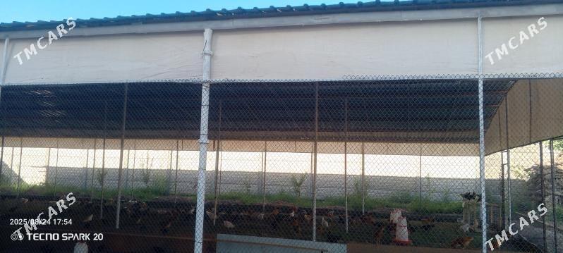 towuk jüýje 3 aýlyk - Мары - img 1