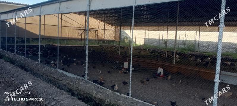 towuk jüýje 3 aýlyk - Мары - img 4