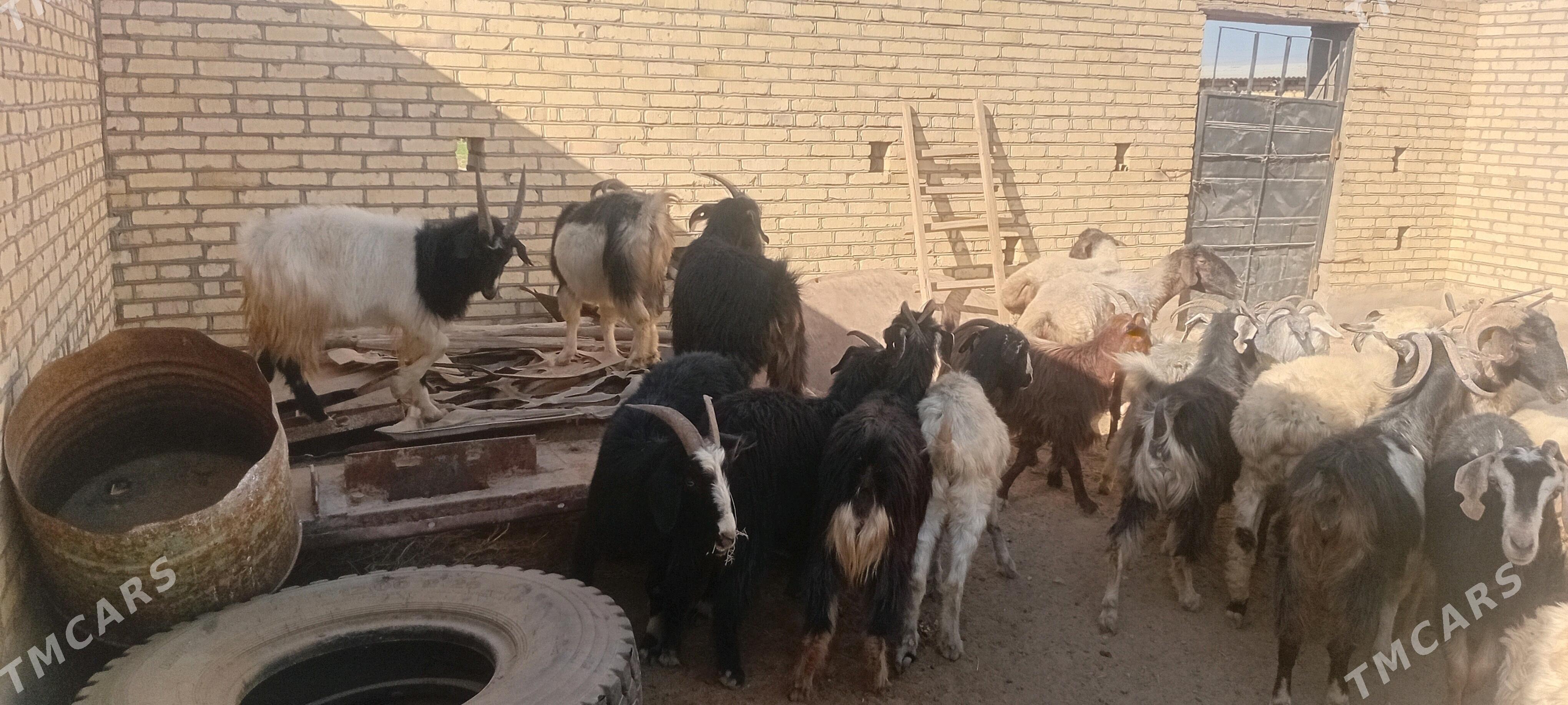 Goyun geci tokly - Baýramaly - img 4