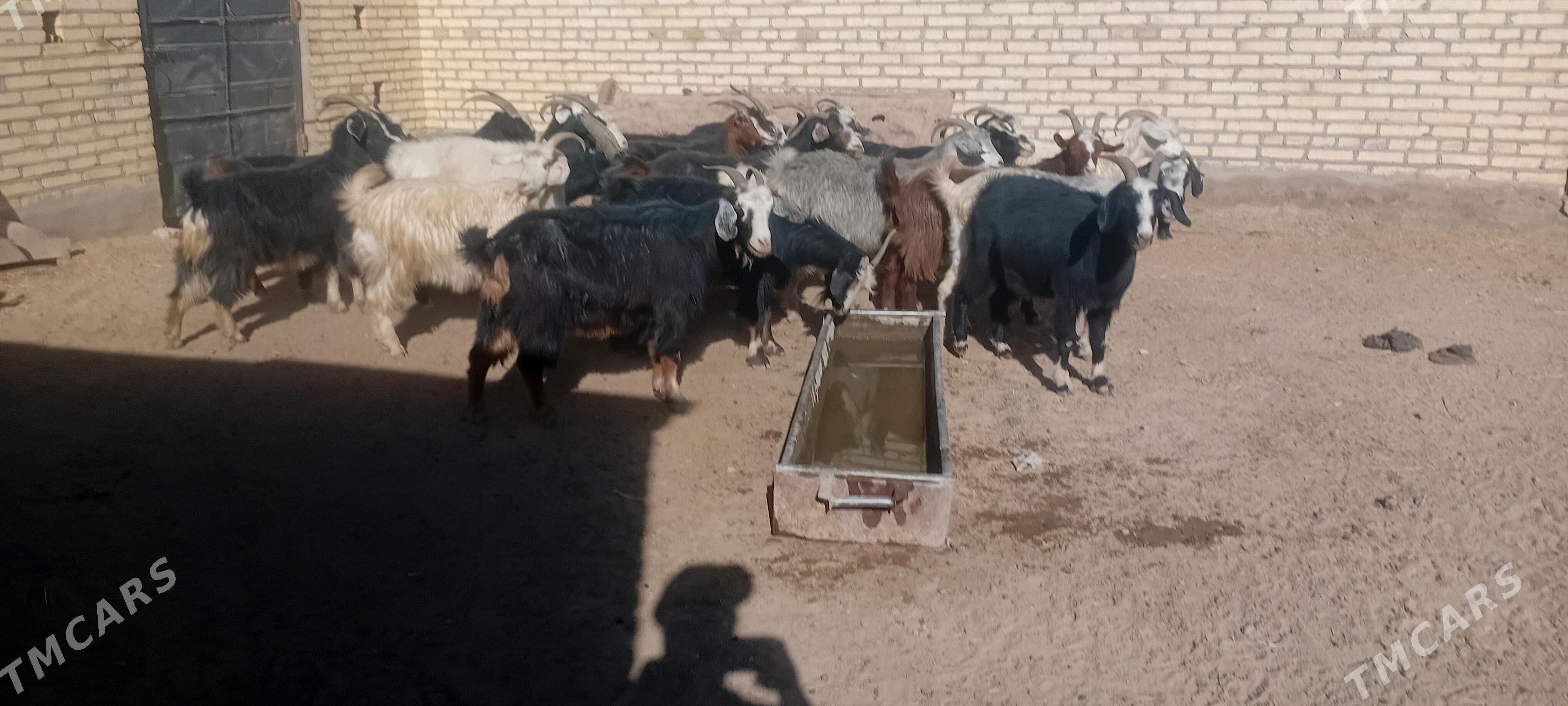 Goyun geci tokly - Baýramaly - img 1