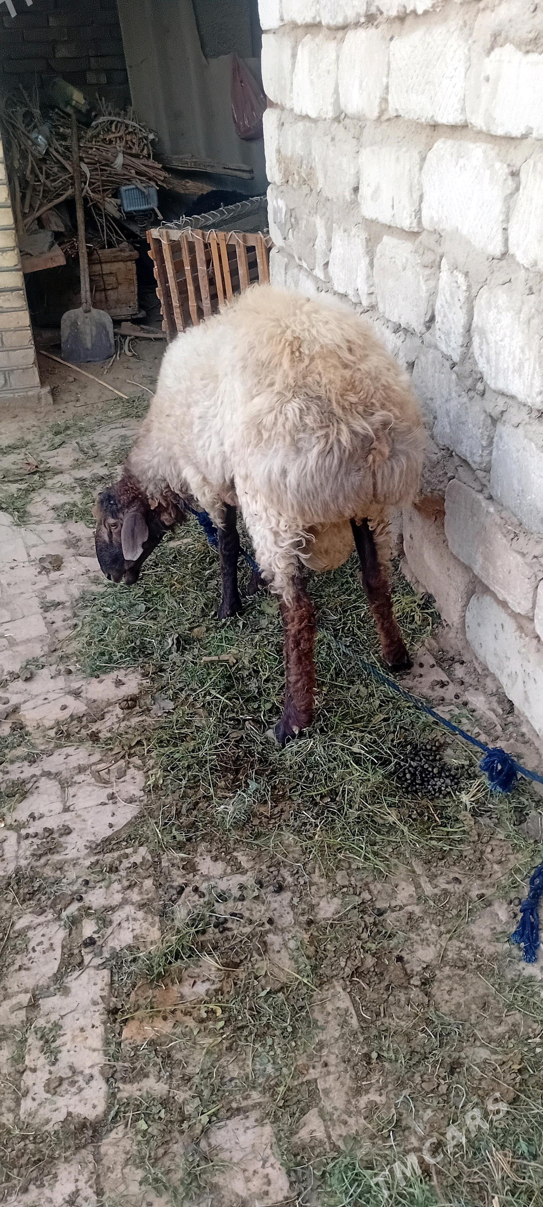 Goyun geci tokly - Baýramaly - img 7