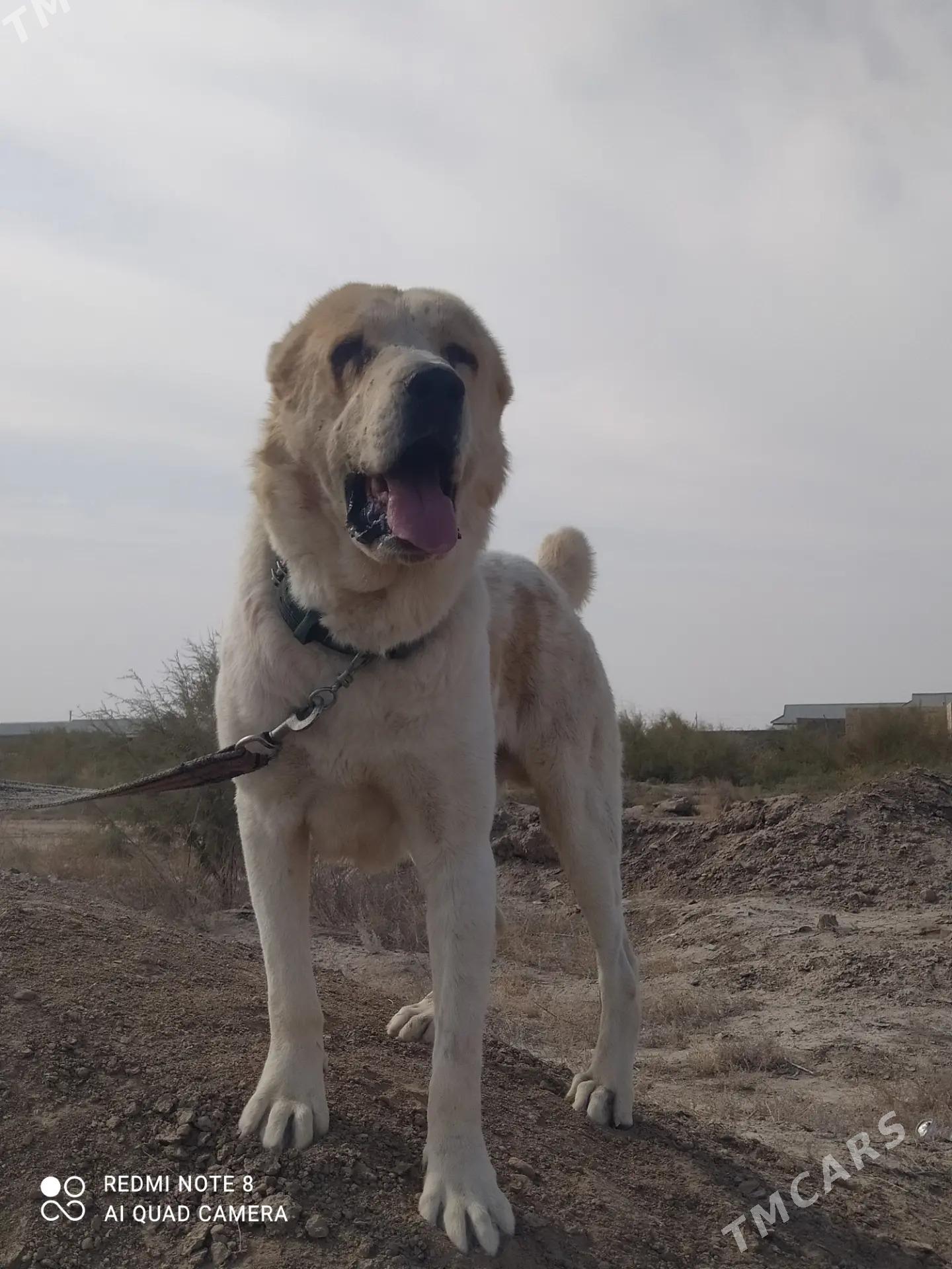 Alabay - Серахс - img 1