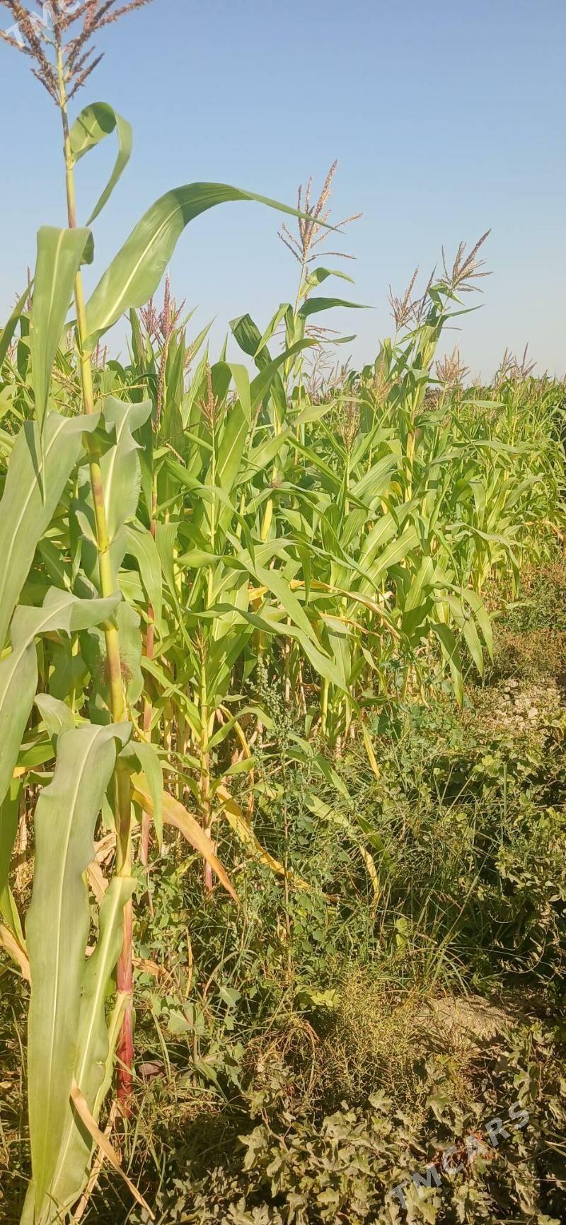 Mekge MAL OTY - Gökdepe - img 1