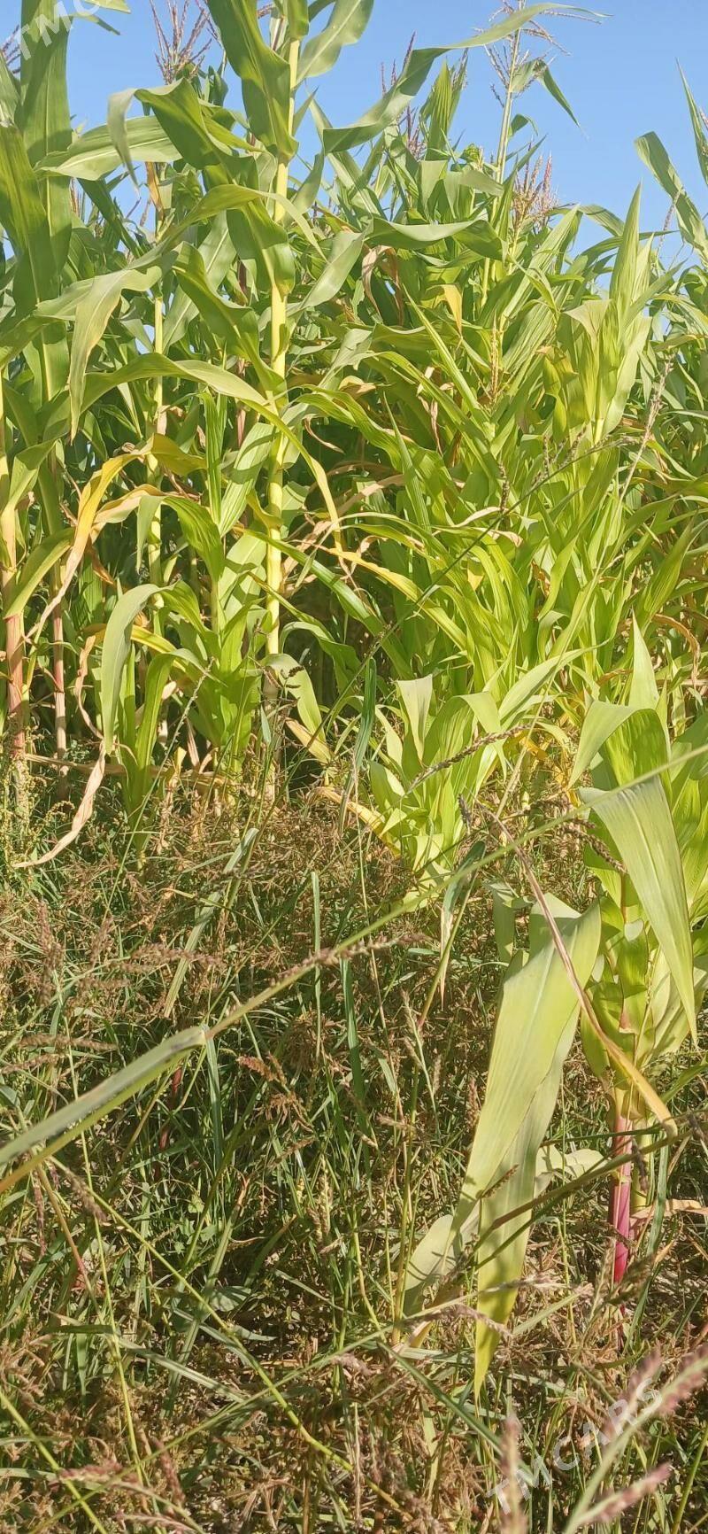 Mekge MAL OTY - Гёкдепе - img 2