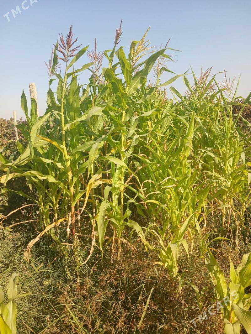 Mekge MAL OTY - Гёкдепе - img 3