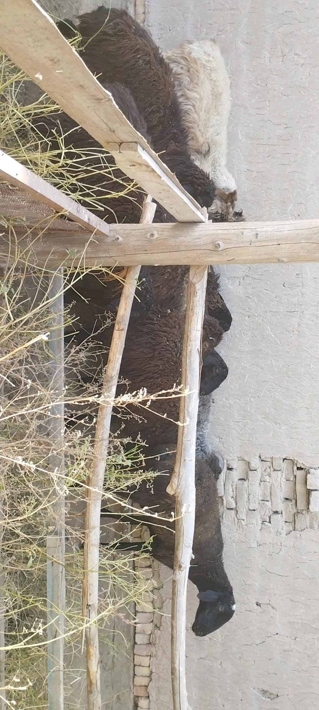 goyun goclar - Çärjew - img 2