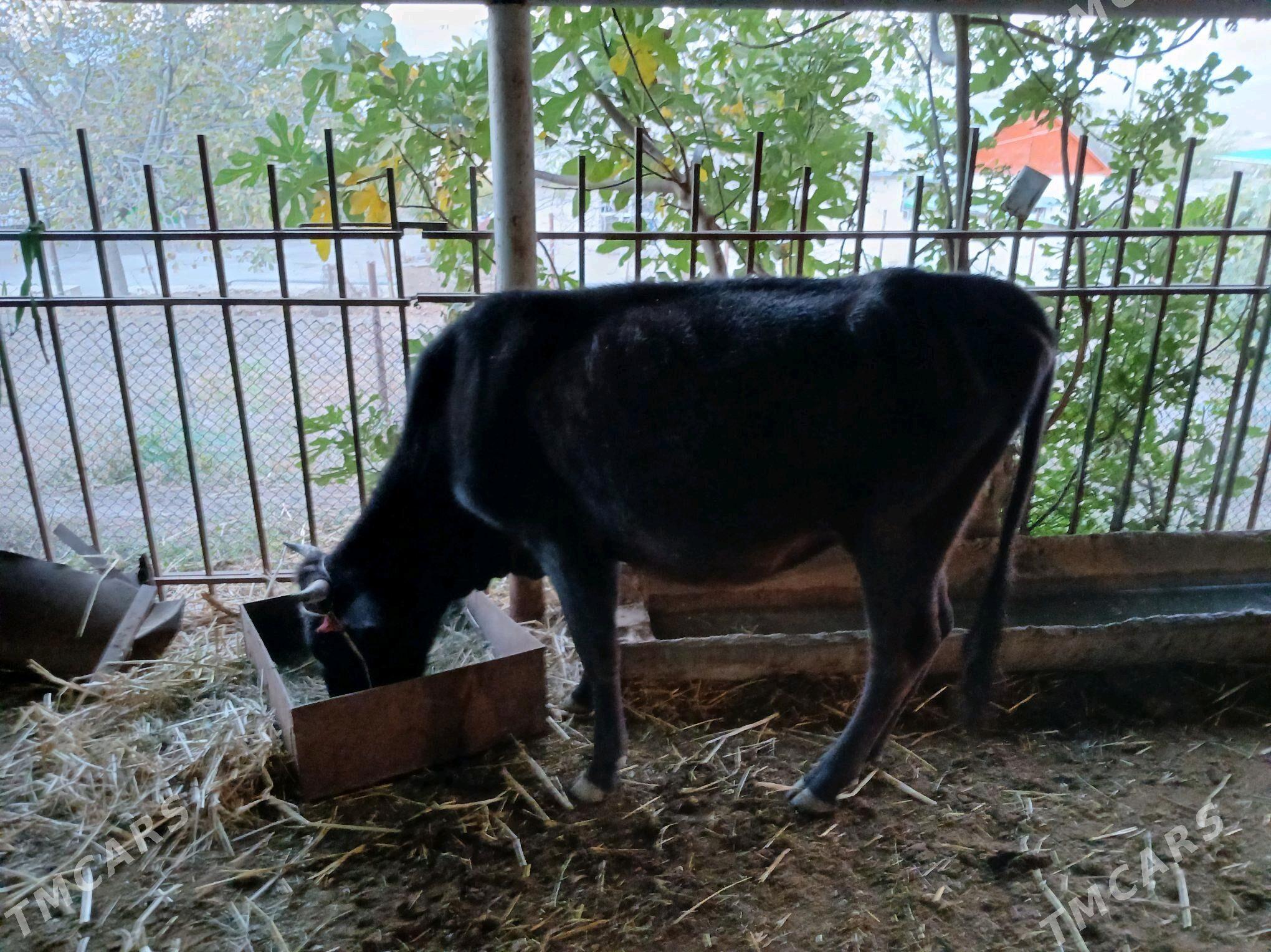 sygyr - Бахарден - img 1