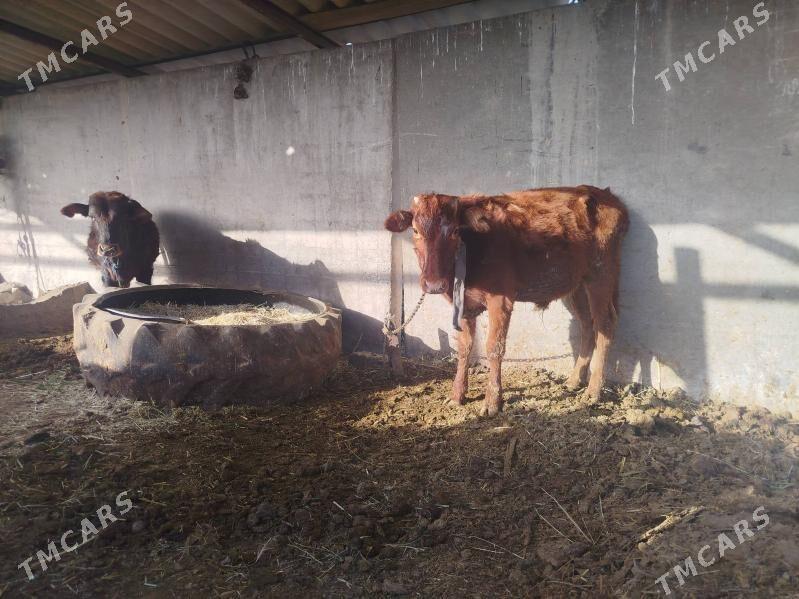 Öküz - Tejen - img 2