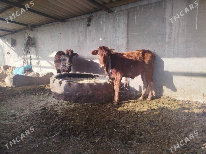 Öküz - Tejen - img 1