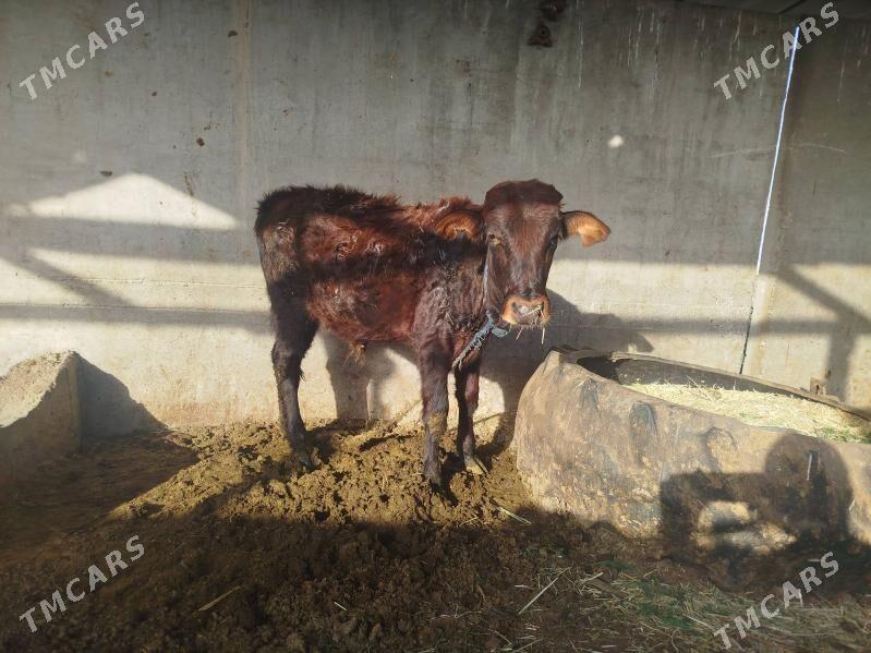 Öküz - Tejen - img 3