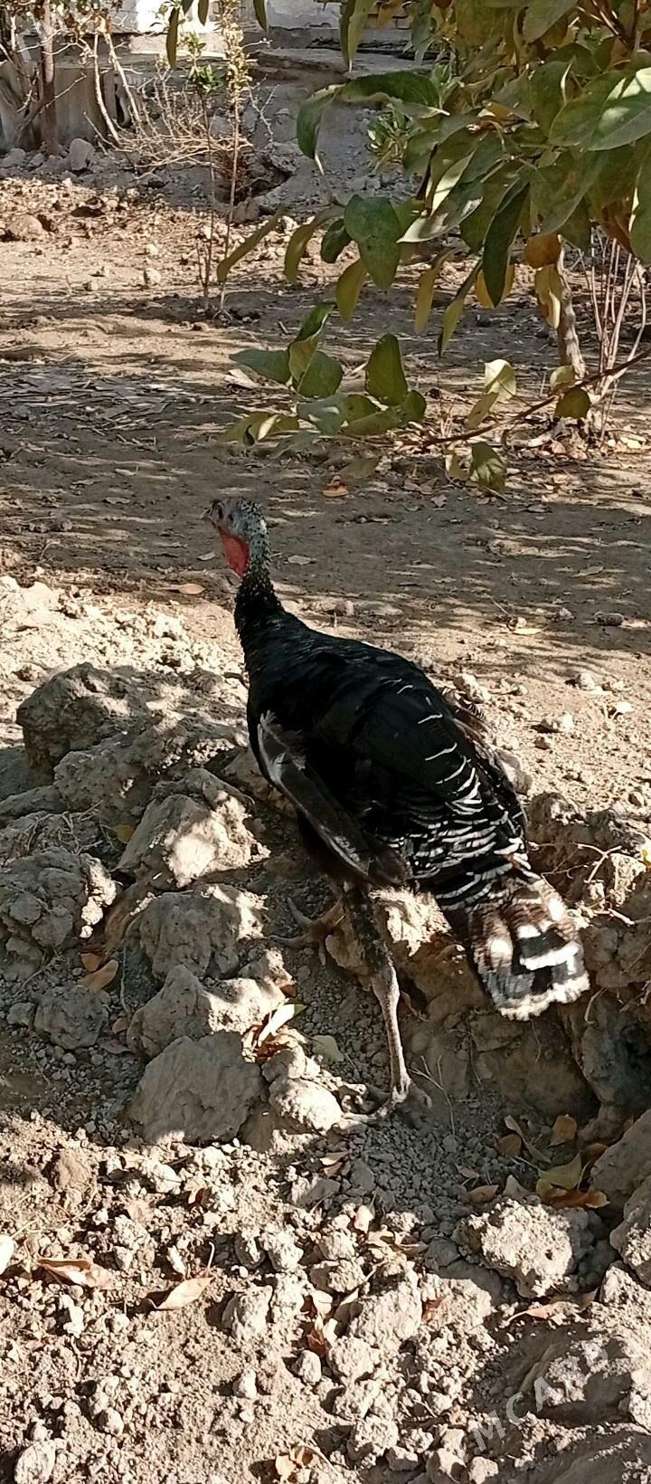 индюк induk - Туркменабат - img 1