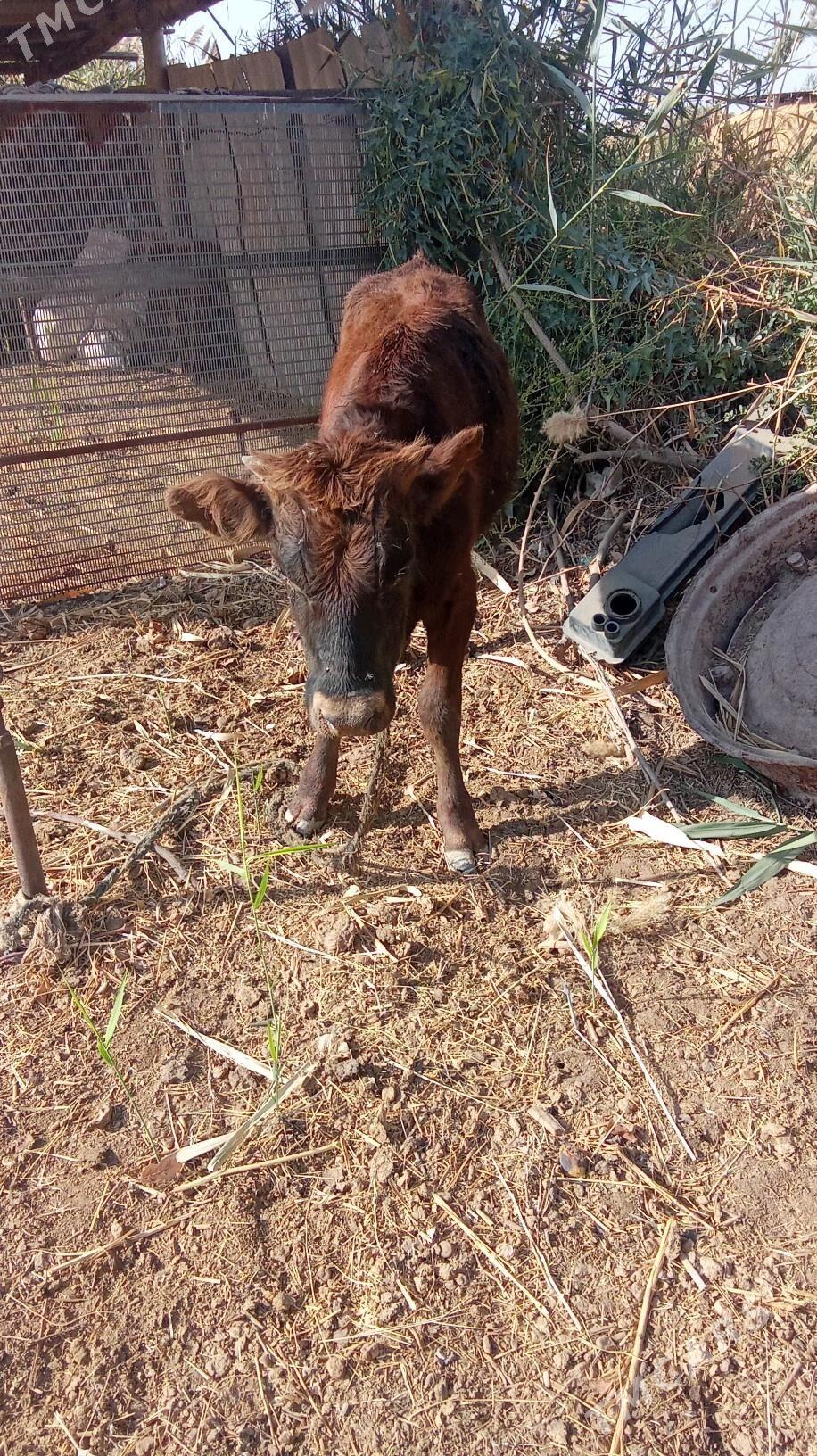 okiz - Babadaýhan - img 2