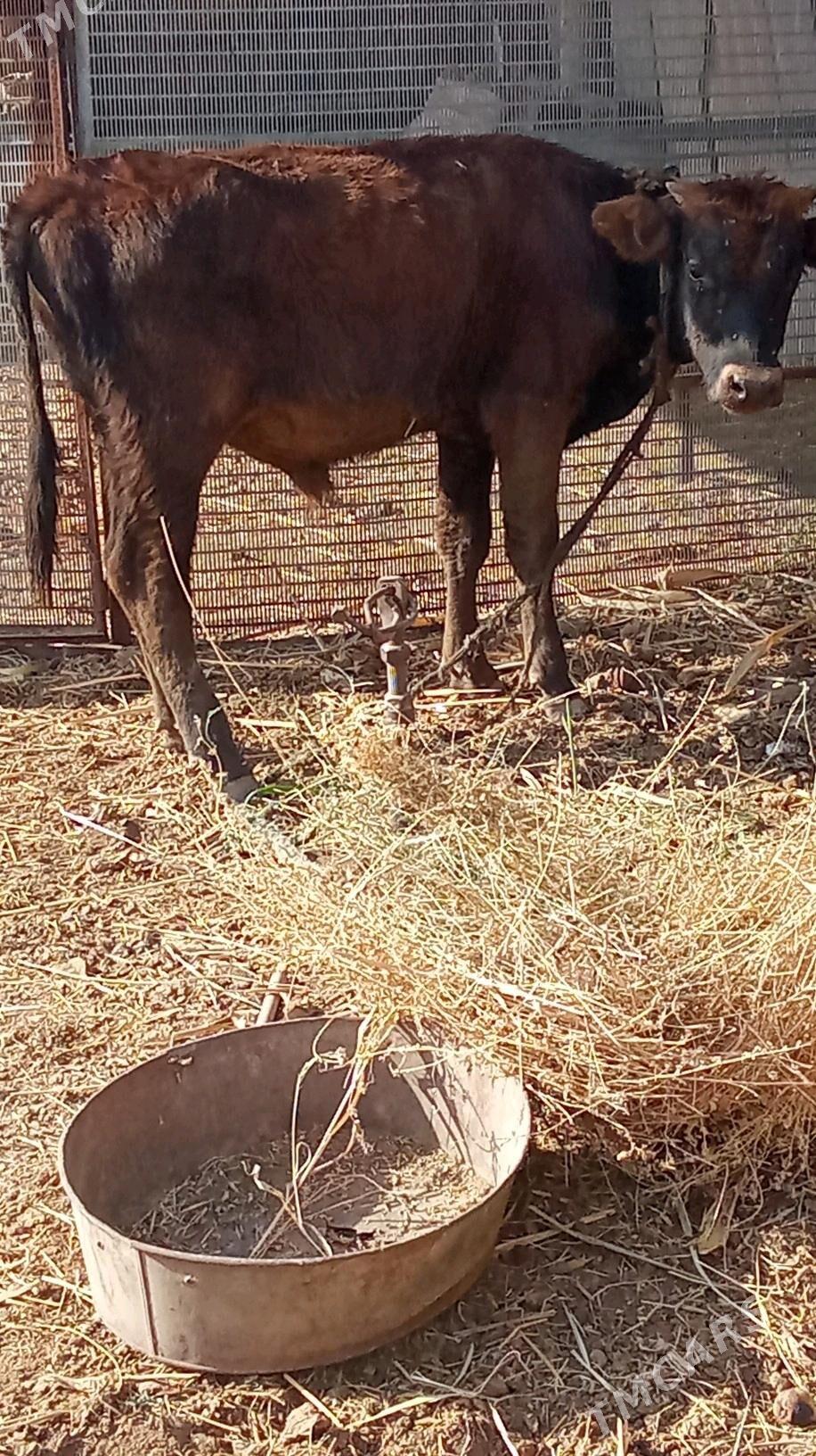 okiz - Babadaýhan - img 1