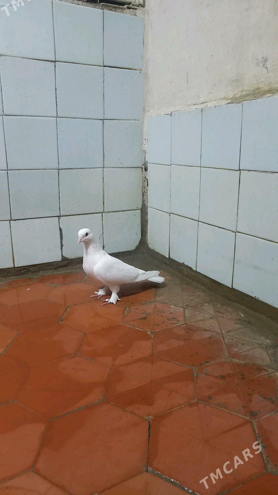 kepderi - Gyzylarbat - img 1