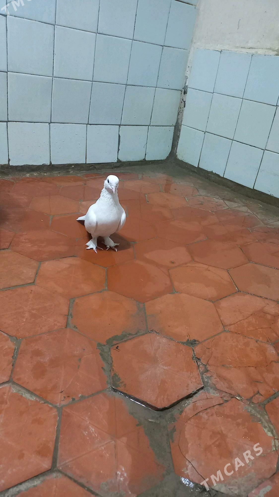 kepderi - Gyzylarbat - img 2